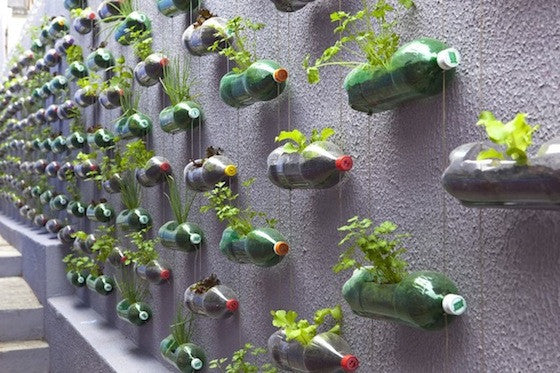 Soda Planters